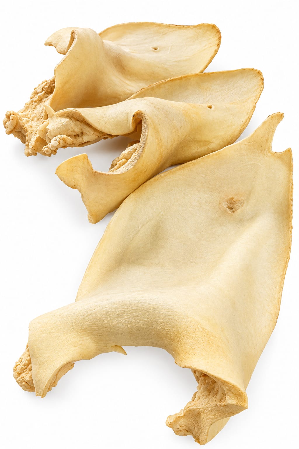 OREJA BLANCA