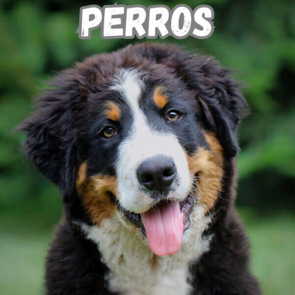Perros