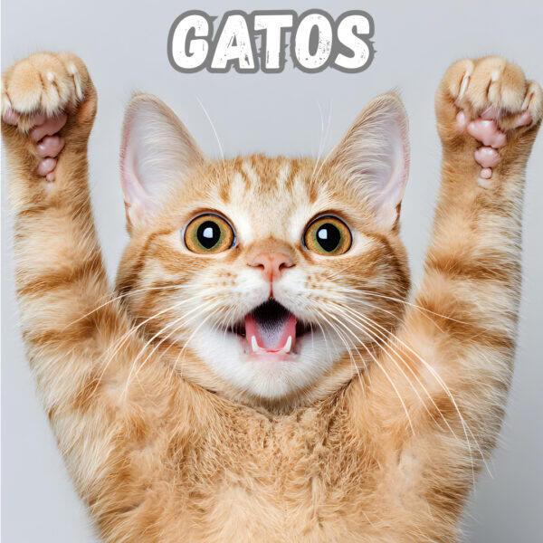 Gatos